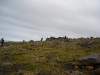 2006